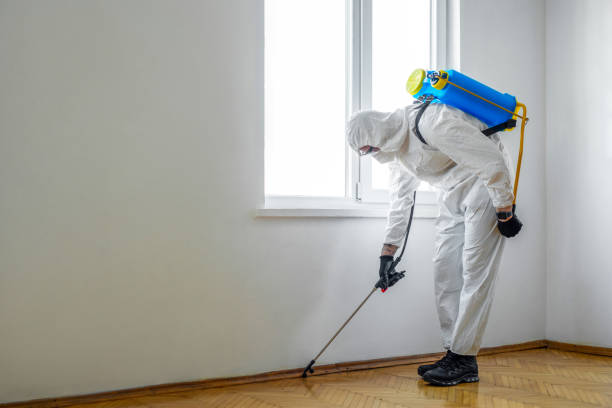 Best Flea Control Services  in Dacula, GA