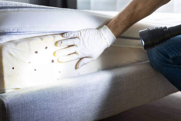 Best Cockroach Control Services  in Dacula, GA