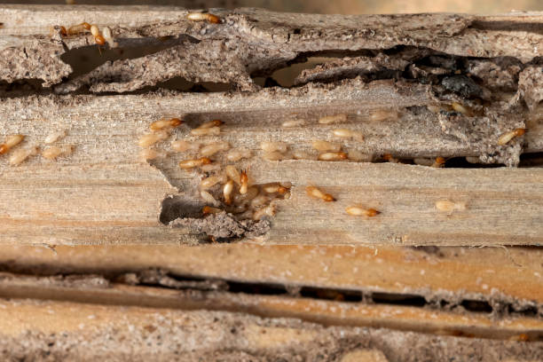 Best Wildlife Control Services  in Dacula, GA